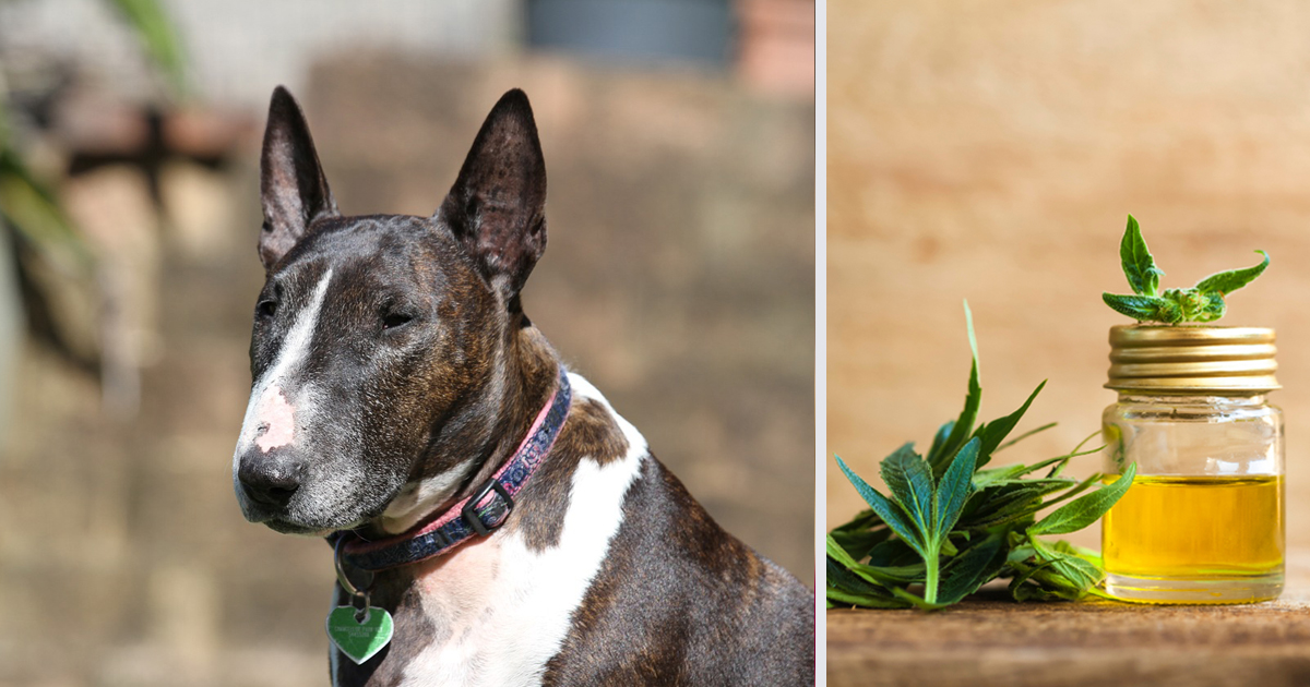 How CBD Oil May Help Your Bull Terrier’s Anxiety