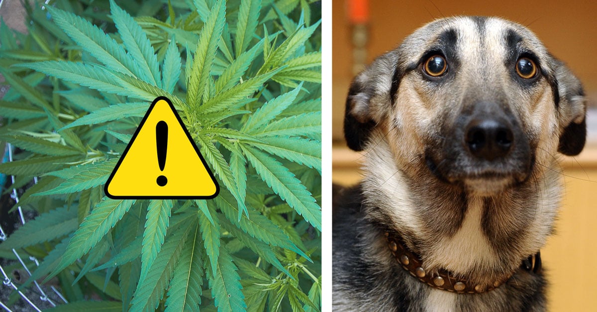 CBD Can Kill A Dog ⚠️ (If You Don’t Watch Out For These 3 Things)