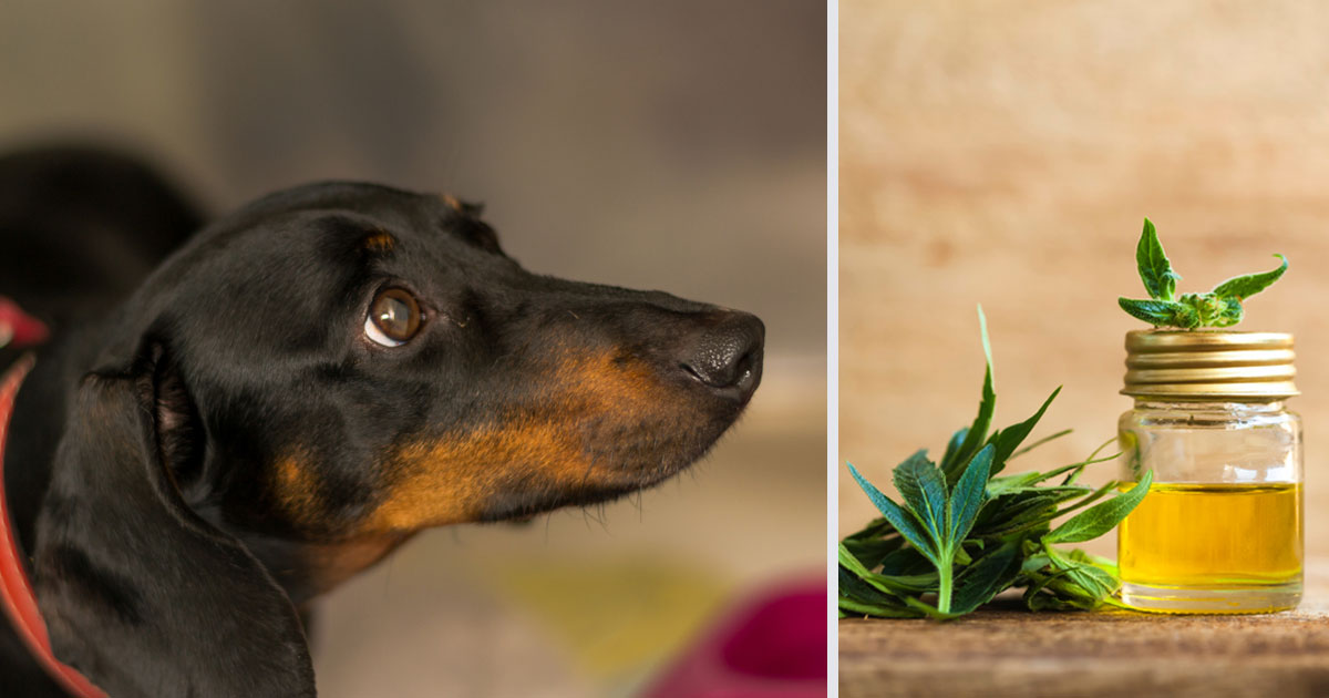 How CBD Oil May Help Your Dachshund’s Anxiety