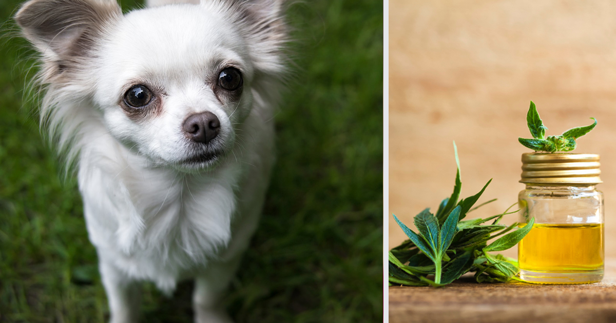 How CBD Oil May Help Your Chihuahua’s Anxiety