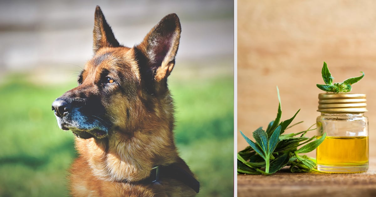 How CBD Oil May Help Your German Shepherd's Anxiety