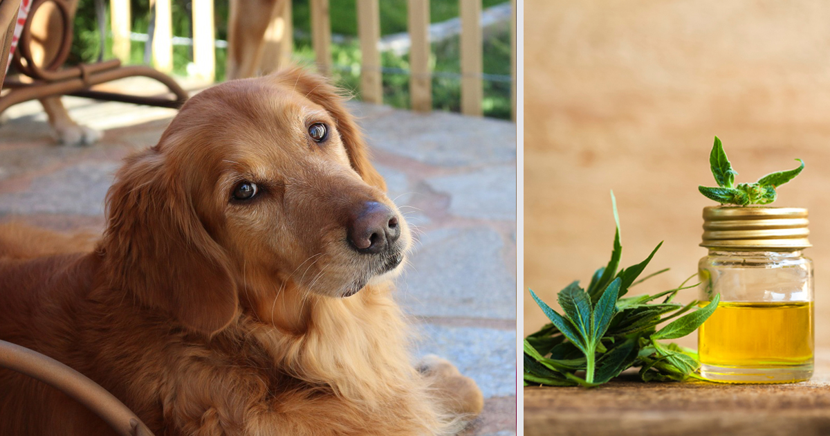 How CBD Oil May Help Your Golden Retriever’s Anxiety