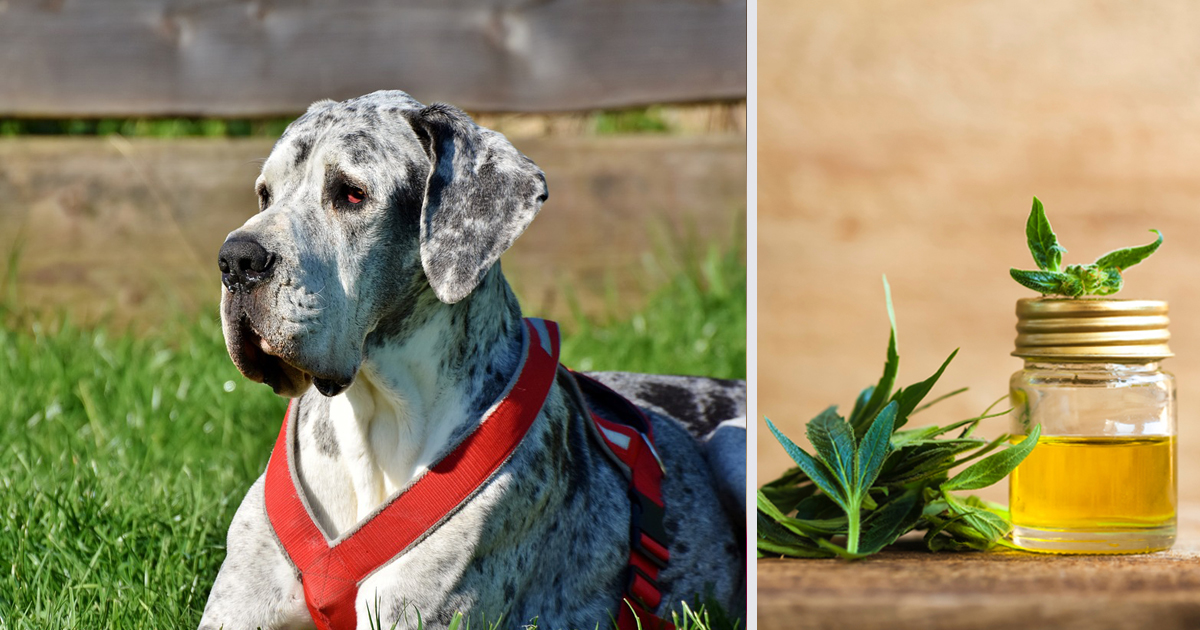How CBD Oil May Help Your Great Dane’s Anxiety