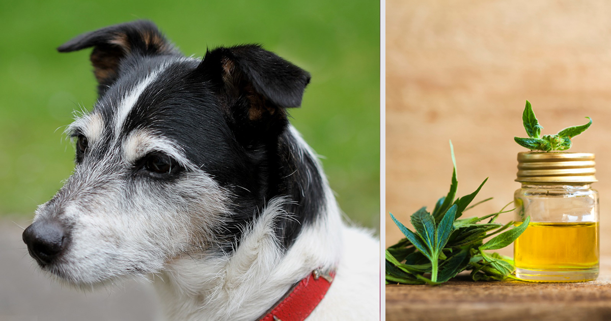 How CBD Oil May Help Your Jack Russell’s Anxiety