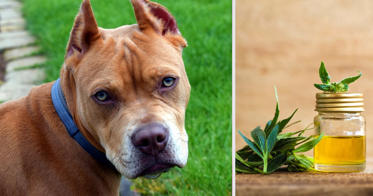 How CBD Oil May Help Your Pit Bull’s Anxiety