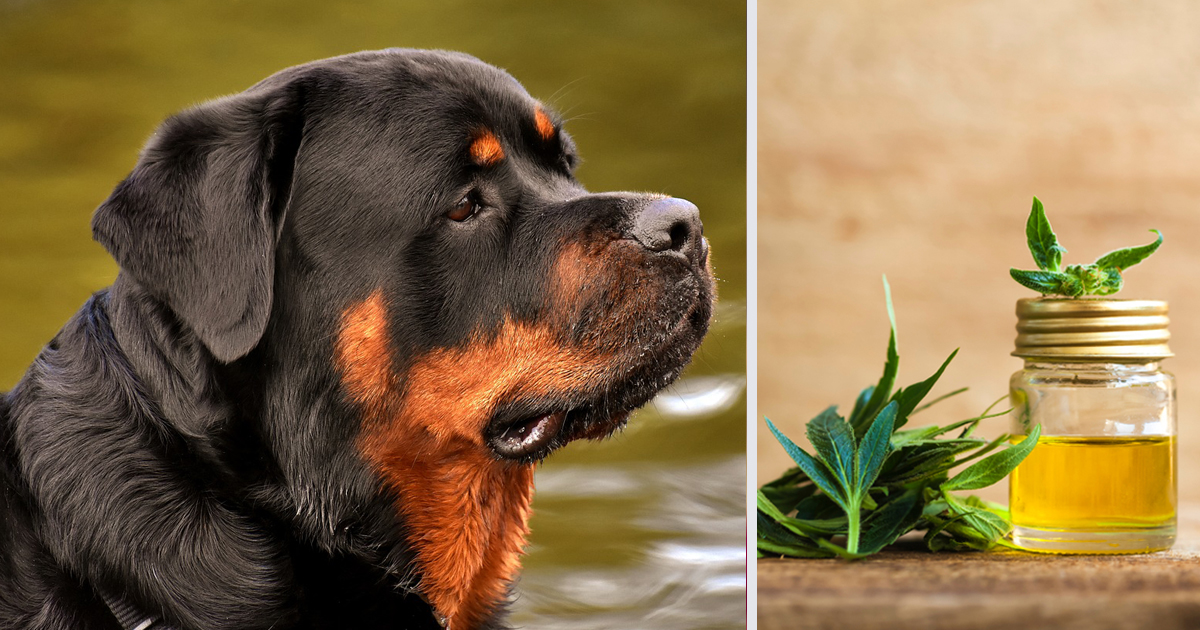 How CBD Oil May Help Your Rottweiler’s Anxiety