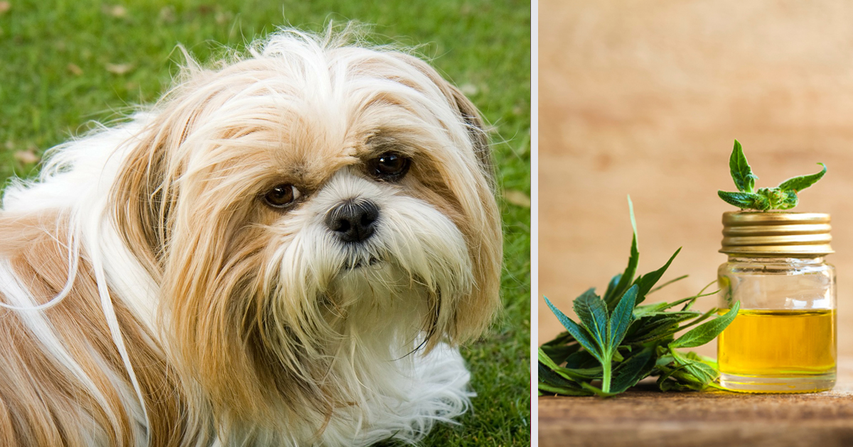 How CBD Oil May Help Your Shih Tzu’s Anxiety