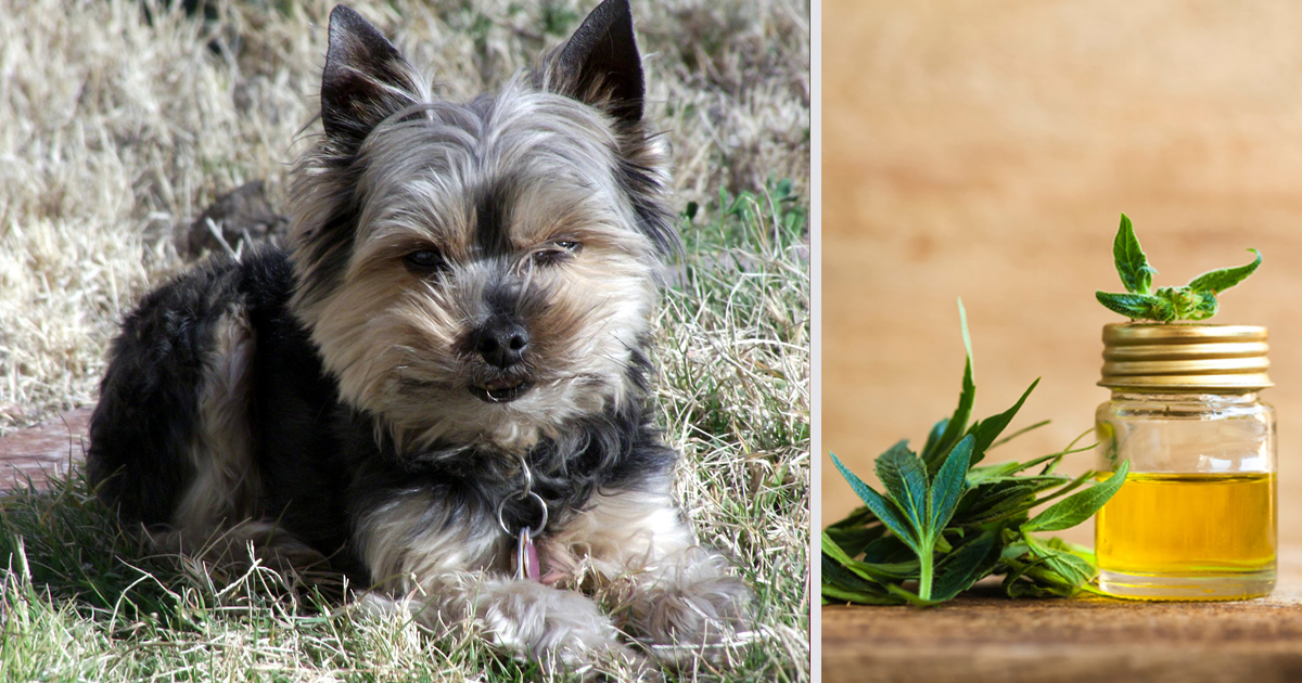 How CBD Oil May Help Your Yorkie’s Anxiety