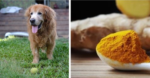 6 Compelling Reasons To Give Your Senior Dog Turmeric Daily