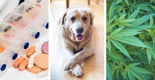Which Joint Care Supplement Does iHeartDogs.com & Cannanine.com Recommend?