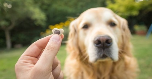 6 Things Your Senior Dog Will Thank You For