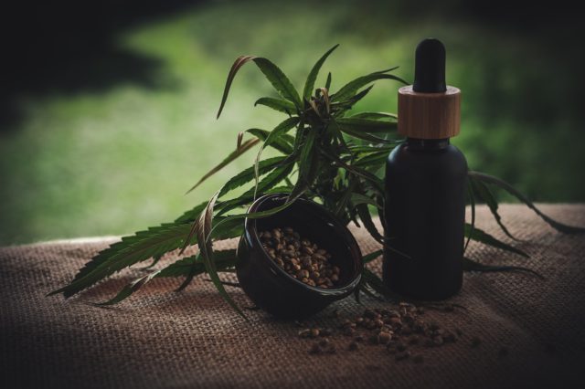 Cannabis plant seeds, leaves, and a bottle of CBD oil