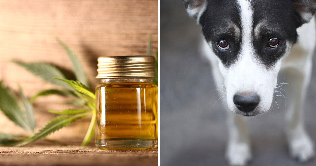 6 Critical Things to Consider Before Giving CBD to Your Dog