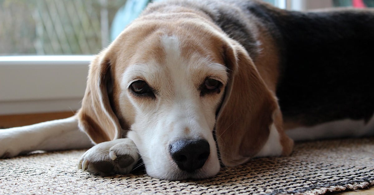 Managing Your Beagle’s Pain with CBD Oil: A Beginner’s Guide