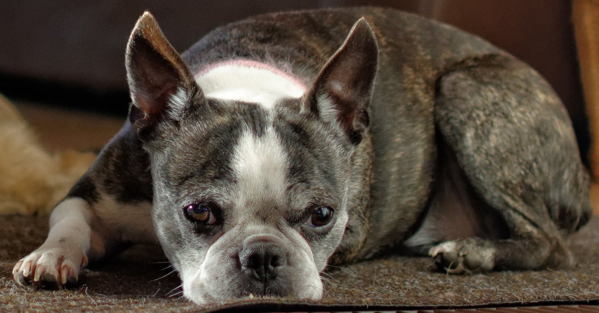 Managing Your Boston Terrier’s Pain with CBD Oil: A Beginner’s Guide