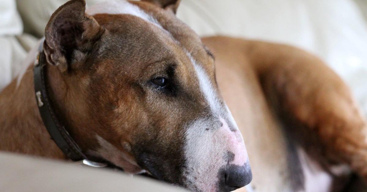 Managing Your Bull Terrier’s Pain with CBD Oil: A Beginner’s Guide