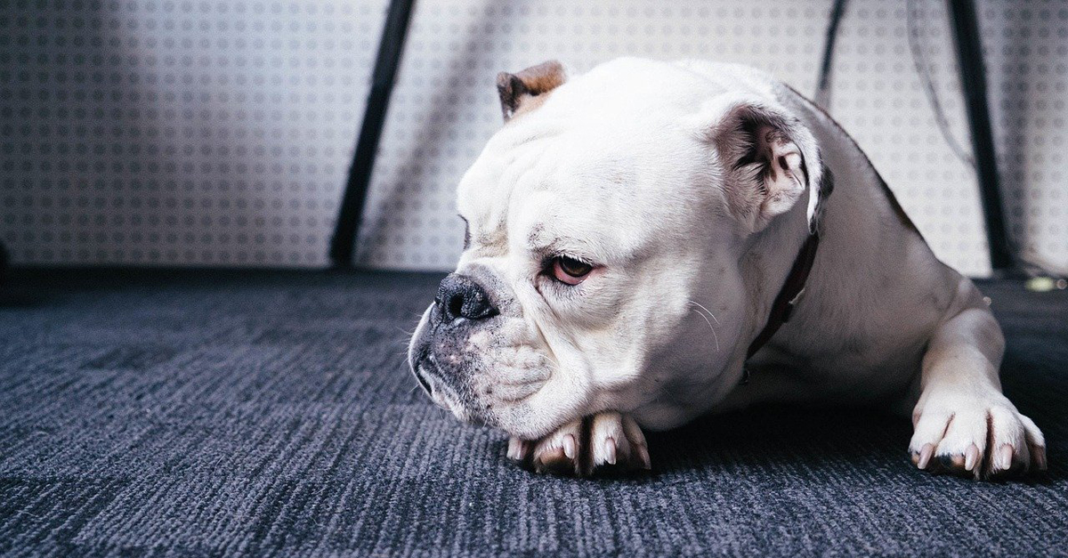 Managing Your Bulldog’s Pain with CBD Oil: A Beginner’s Guide