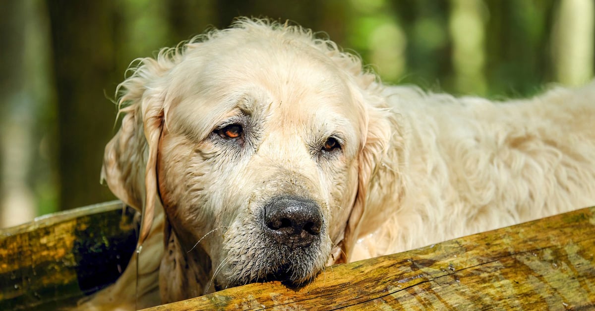 Managing Your Golden Retriever’s Pain with CBD Oil: A Beginner’s Guide