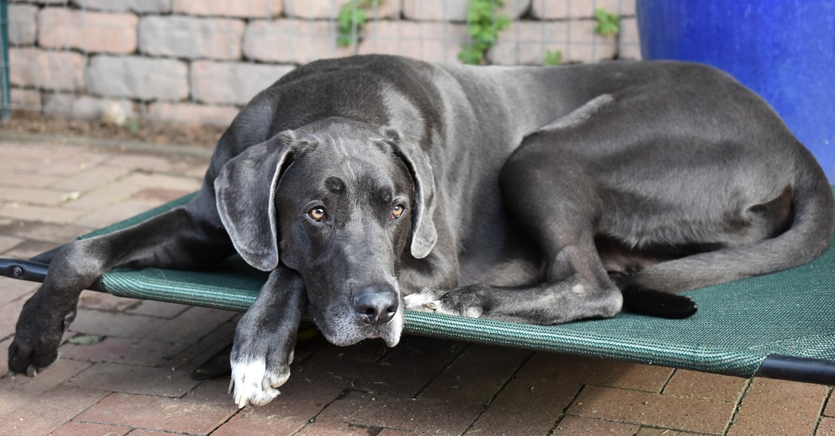Managing Your Great Dane’s Pain with CBD Oil: A Beginner’s Guide
