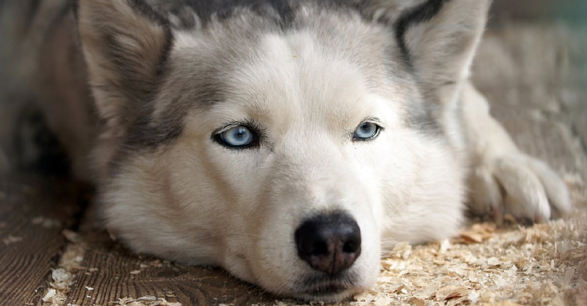 Managing Your Husky’s Pain with CBD Oil: A Beginner’s Guide