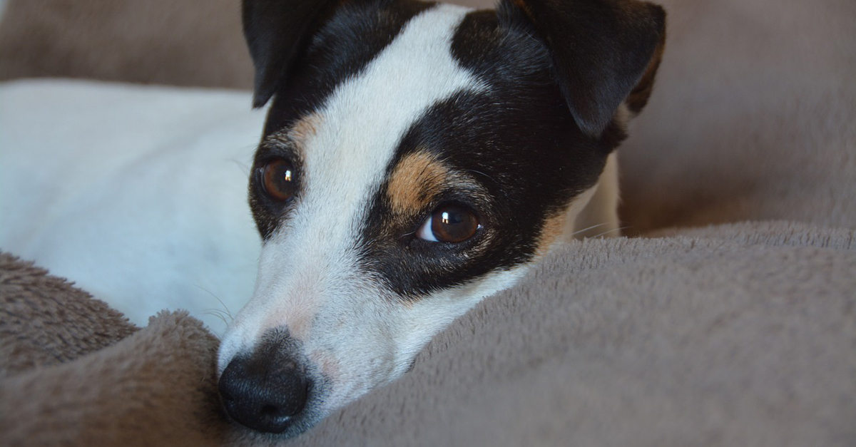 Managing Your Jack Russell’s Pain with CBD Oil: A Beginner’s Guide