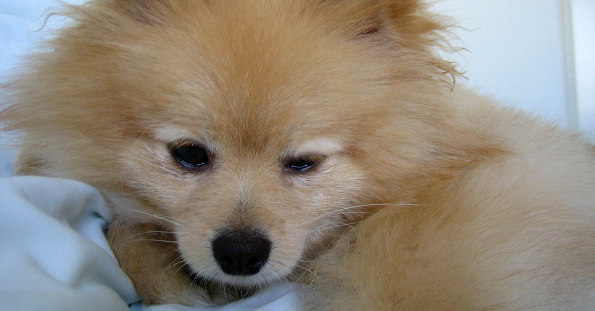 Managing Your Pomeranian’s Pain with CBD Oil: A Beginner’s Guide