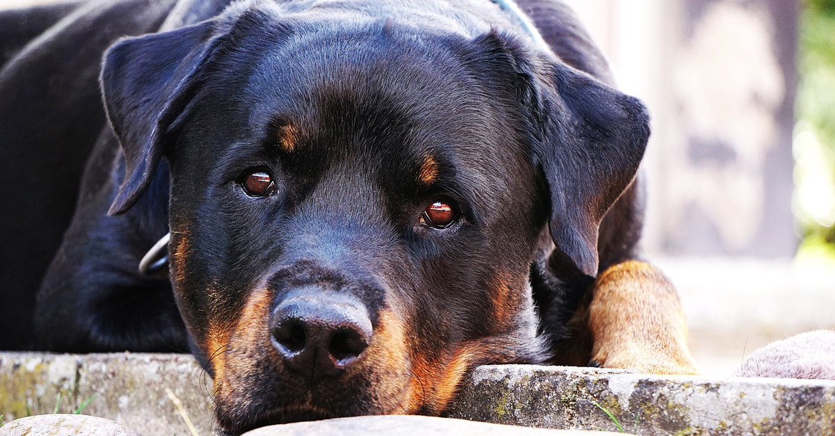 Managing Your Rottweiler’s Pain with CBD Oil: A Beginner’s Guide