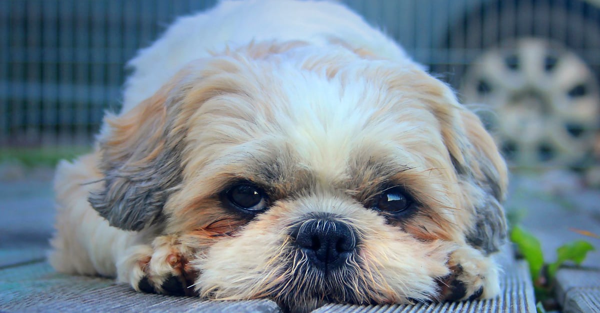 Managing Your Shih Tzu’s Pain with CBD Oil: A Beginner’s Guide