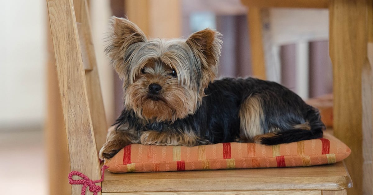Managing Your Yorkie’s Pain with CBD Oil: A Beginner’s Guide