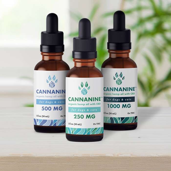 Managing Your Beagle’s Pain with CBD Oil: A Beginner’s Guide