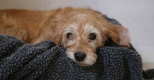 Is CBD A Good Option For A Dog In Hospice?