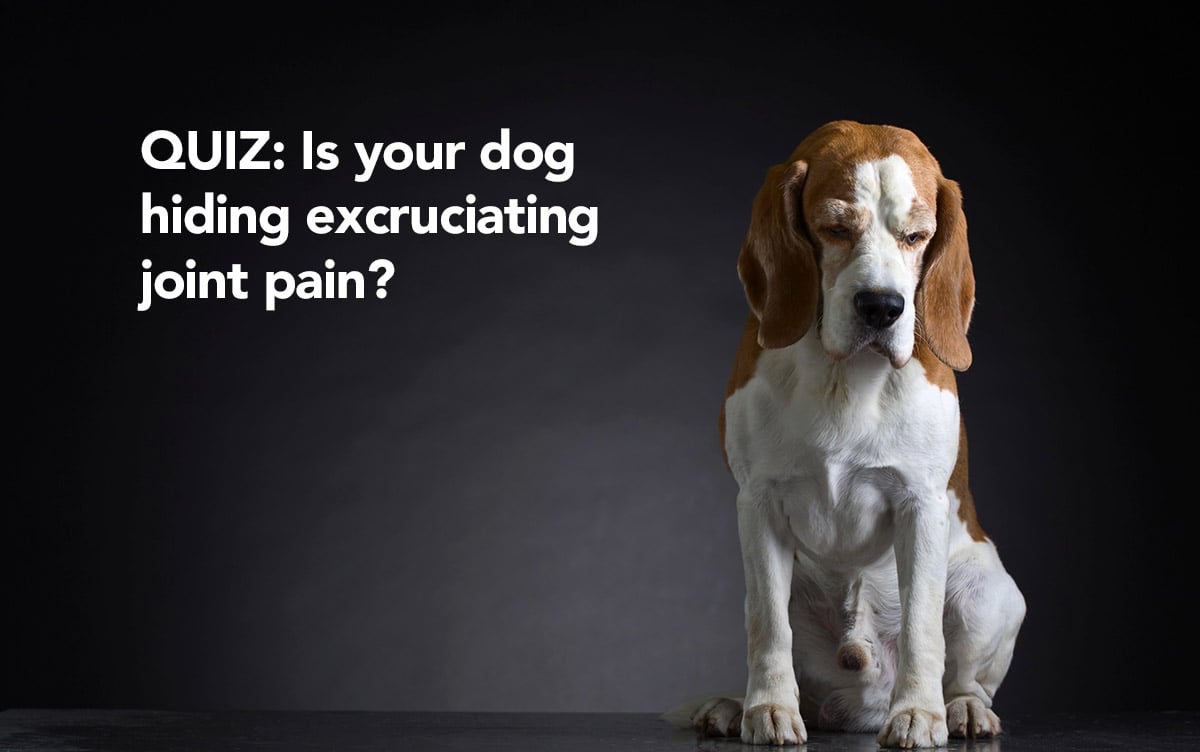 QUIZ: Find out if your dog is hiding excruciating joint pain