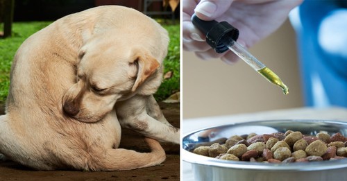Adding This To Your Dog’s Food Bowl Could Help With Painful Skin Itchiness
