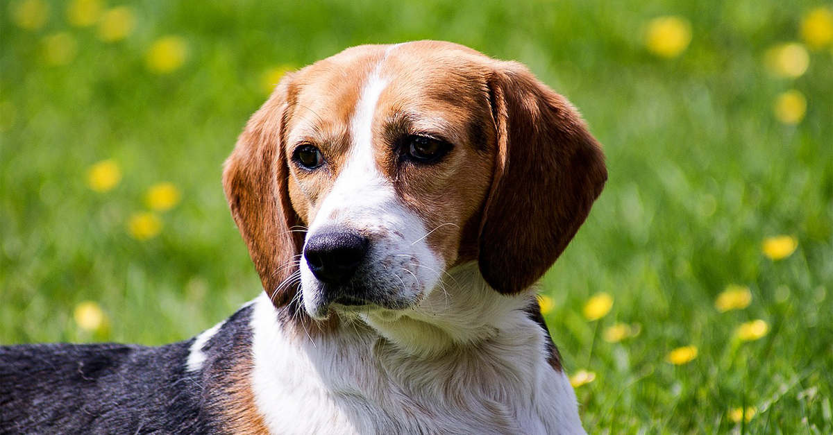 CBD Oil for Older Beagle: Can It Help Chronic Pain & Anxiety?
