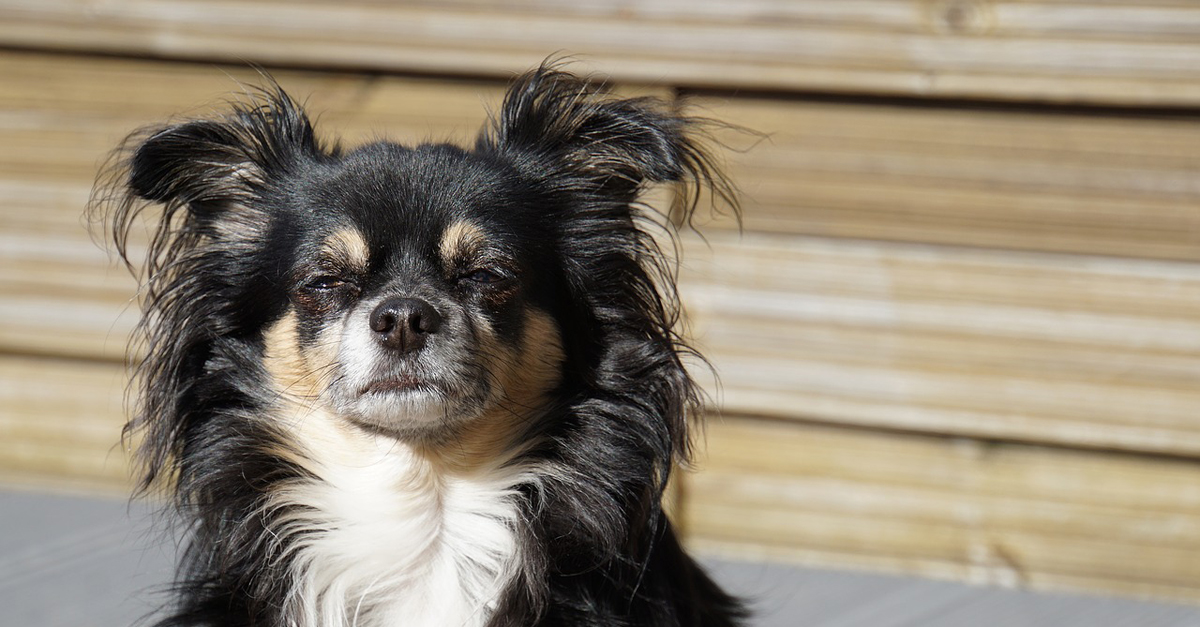 CBD Oil for Older Chihuahuas: Can It Help Chronic Pain & Anxiety?