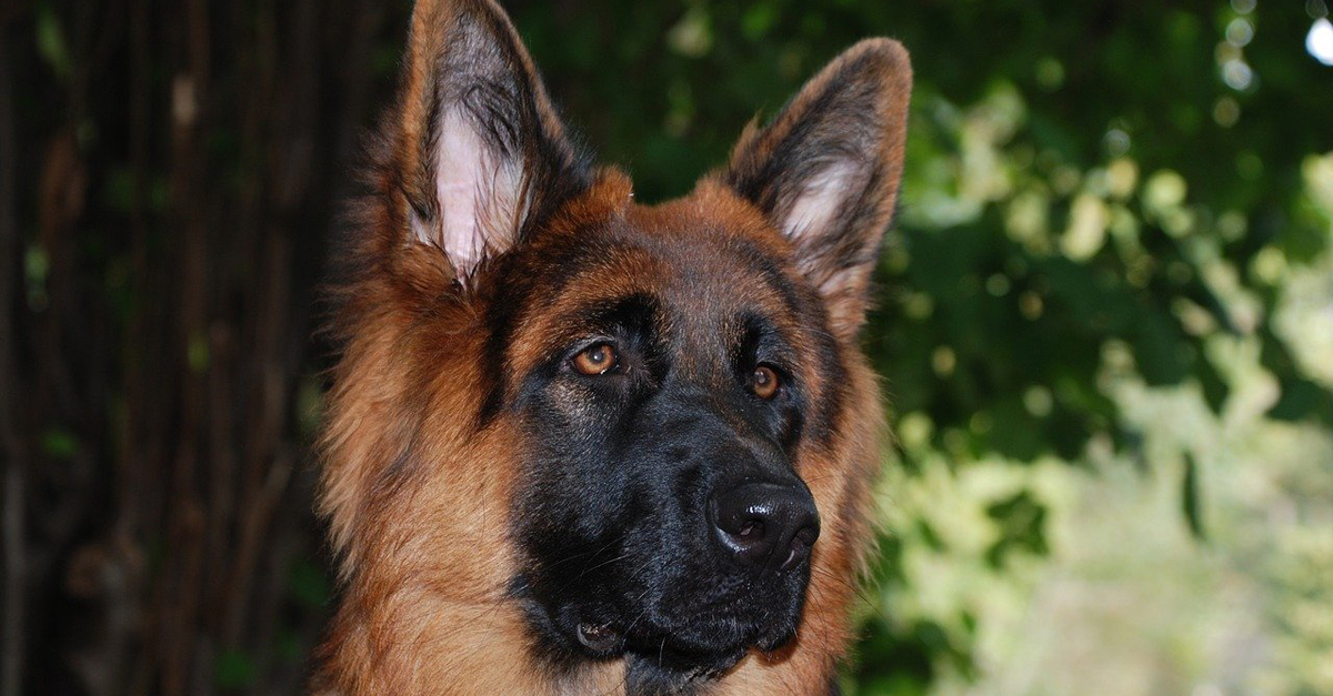 douglas major german shepherd