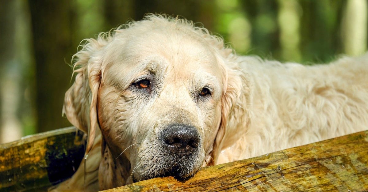 CBD Oil for Older Golden Retrievers: Can It Help Chronic Pain & Anxiety?