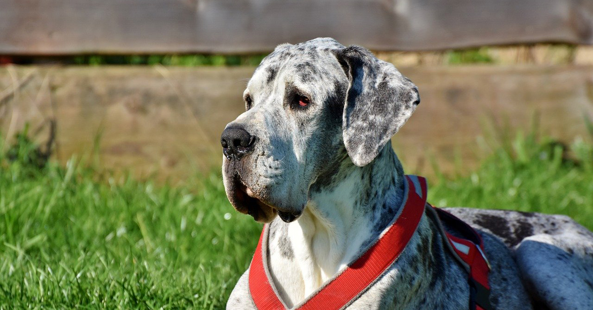 CBD Oil for Older Great Dane: Can It Help Chronic Pain & Anxiety?