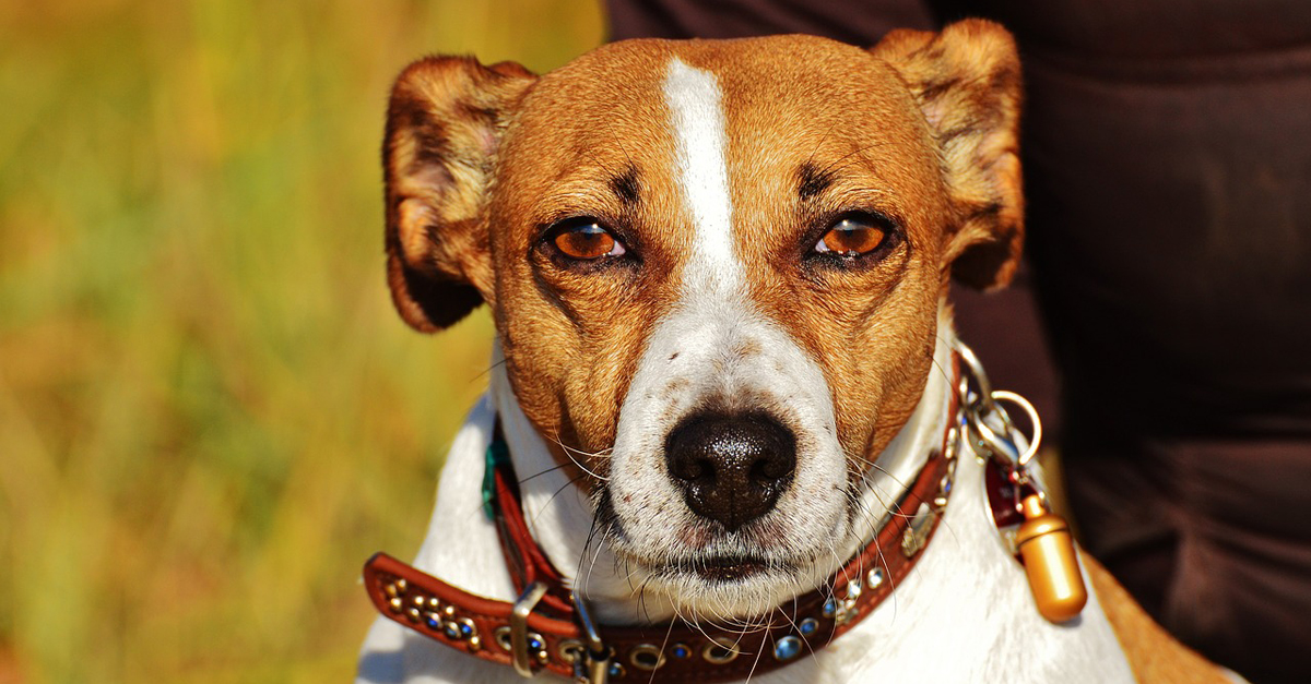 CBD Oil for Older Jack Russell: Can It Help Chronic Pain & Anxiety?