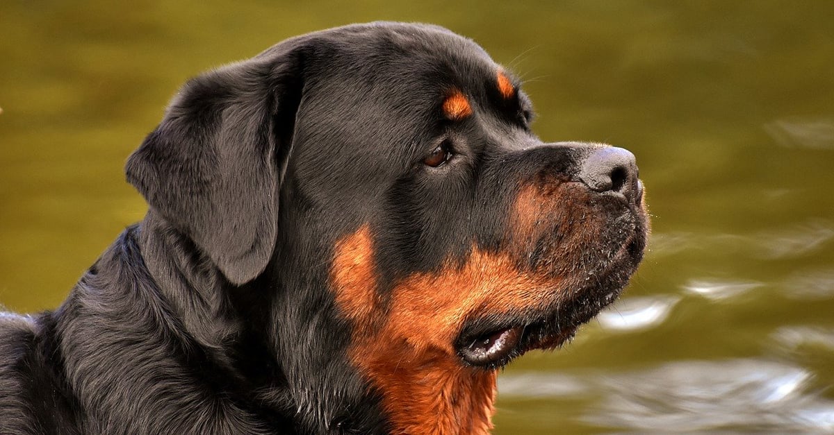 CBD Oil for Older Rottweilers: Can It Help Chronic Pain & Anxiety?