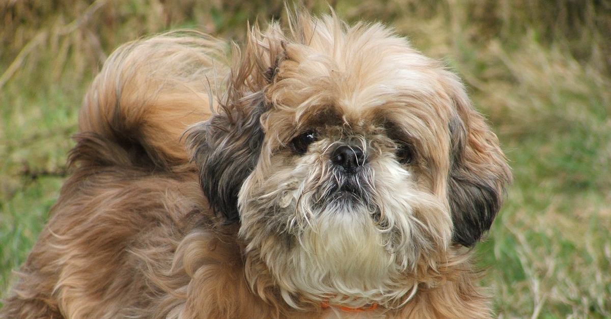 CBD Oil for Older Shih Tzus: Can It Help Chronic Pain & Anxiety?