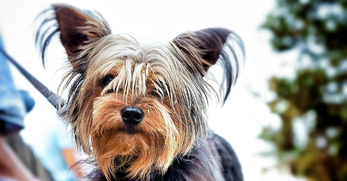 CBD Oil for Older Yorkie: Can It Help Chronic Pain & Anxiety?