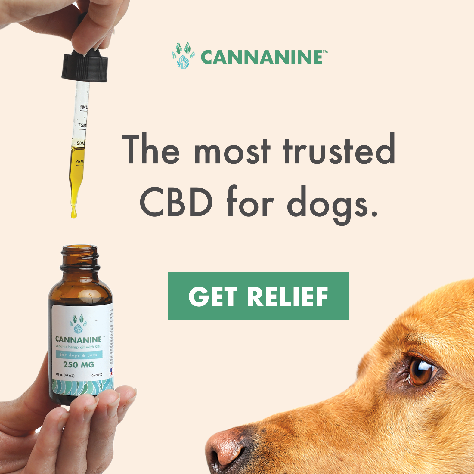 cbd oil for dogs