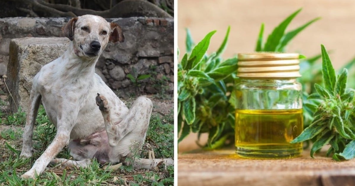 This Powerful Ingredient May Help Substantially With Your Dog’s Itchiness