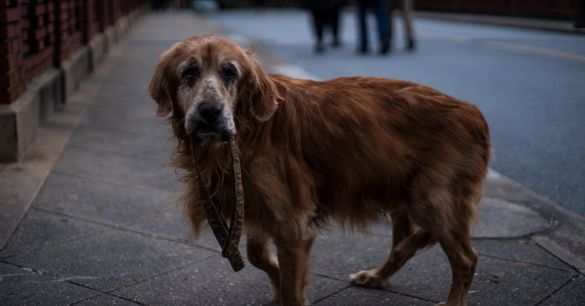 Latest Study Finds CBD Improves Mobility In Dogs