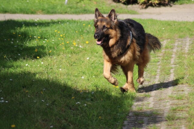 Example of an active dog