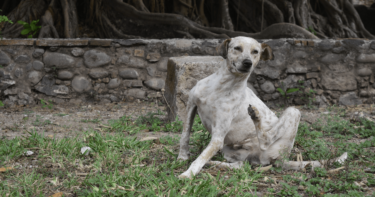 New Study Shows CBD May Help Itchy Dogs Fight Allergies