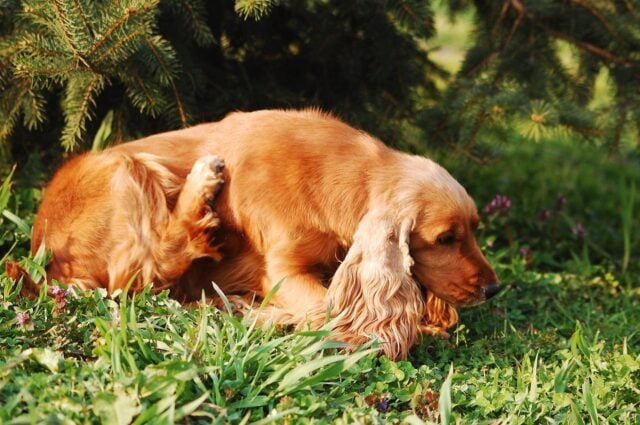 Cocker Spaniel Itching