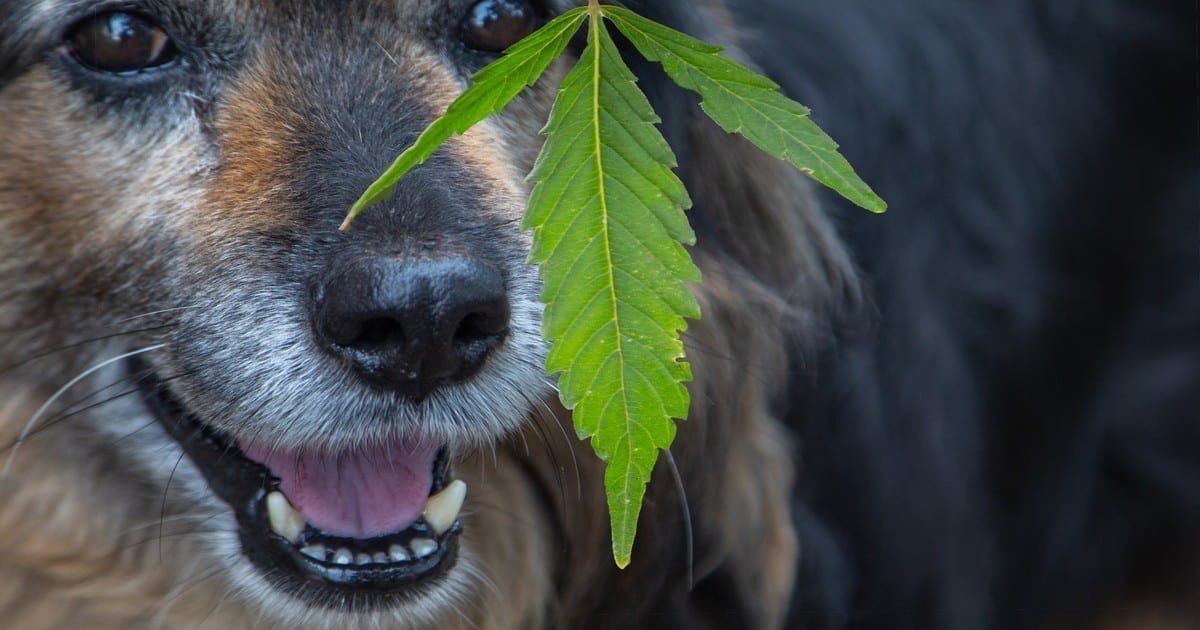 What Is Your Dog’s Endocannabinoid System & What Does It Do?