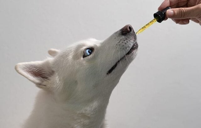 A white shepherd takes a dropperful of CBD to balance his dog endocannabinoid system